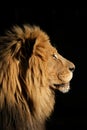 Big male African lion, South Africa Royalty Free Stock Photo