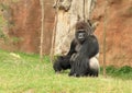 Big male gorilla sitting on grass