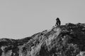 A big male baboon sit on high rock to look-out for danger