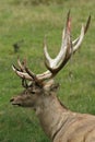 The big male of Bactrian deer Cervus elaphus bactrianus, detail of head with antlers with green background Royalty Free Stock Photo