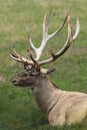 The big male of Bactrian deer Cervus elaphus bactrianus, detail of head with antlers with green background