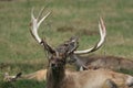 The big male of Bactrian deer Cervus elaphus bactrianus, detail of head with antlers with green background and deer doe
