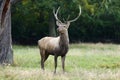 The big male of Bactrian deer Cervus elaphus bactrianus, detail of head with antlers with a green background of old trees Royalty Free Stock Photo