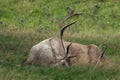 The big male of Bactrian deer Cervus elaphus bactrianus laying like a dead deer in the grass with green background Royalty Free Stock Photo