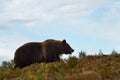 Big male bear on the hill