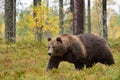 Big male bear walking in forest