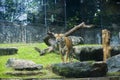 Big male bengal tiger walking in the grass Royalty Free Stock Photo