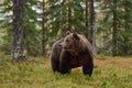 Big male brown bear in forest