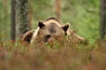 Big male brown bear peeking in forest