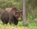Big male Brown Bear (Ursus arctos) walking in deep green Finnish forest Royalty Free Stock Photo