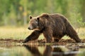 Big male brown bear walking in bog at summer Royalty Free Stock Photo