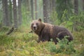 Big male brown bear, wild in Finland Royalty Free Stock Photo