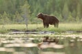 Big male brown bear in wild taiga landscape at summer evening