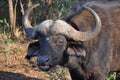 Big male buffalo