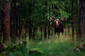 Big male Bull moose Alces alces in deep forest of Sweden. Big animal in the forest. Elk symbol of Sweden