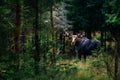 Big male Bull moose & x28;Alces alces& x29; in deep forest of Sweden. Big animal in the forest. Elk symbol of Sweden Royalty Free Stock Photo
