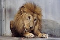 The big male cute lion sitting on the floor in zoo. Royalty Free Stock Photo