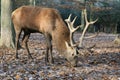 Big male Deer