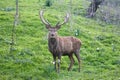 Big male deer in the mountain