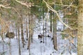 Big male deer on winter mountain backgroundwith snowfalls Royalty Free Stock Photo