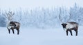 Big male deers in winter forest