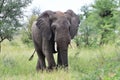 Big male elephant in Kruger national park Royalty Free Stock Photo