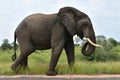 Big male elephant in african landscape