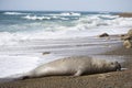 Big male elephant seal, Patagonia, Argnentina. Royalty Free Stock Photo
