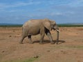 Big male elephant with tusk