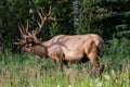 Big male elk at Banff National Park, Alberta, Canada. Royalty Free Stock Photo