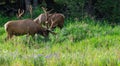 Big male elk at Banff National Park, Alberta, Canada. Royalty Free Stock Photo