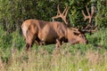 Big male elk at Banff National Park, Alberta, Canada. Royalty Free Stock Photo