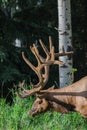 Big male elk at Banff National Park, Alberta, Canada. Royalty Free Stock Photo