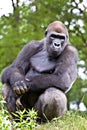Big male gorilla Royalty Free Stock Photo