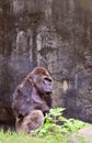 Big male gorilla Royalty Free Stock Photo