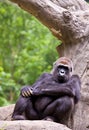 Big male gorilla Royalty Free Stock Photo