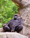 Big male gorilla Royalty Free Stock Photo