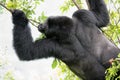 Big male gorilla