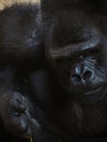 Big male gorilla: face closeup Royalty Free Stock Photo