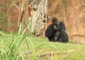 Big male gorilla sitting on grass