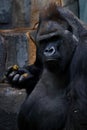 The big male gorilla stares puzzled at you