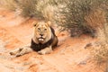 Big male Kalahari lion with black mane in Kalahari desert, Kgalagadi transfrontier park, South Africa