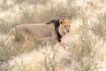 Big male Kalahari lion with black mane in Kalahari desert, Kgalagadi transfrontier park, South Africa