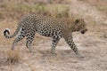 Big male leopard walking in nature to mark his territory