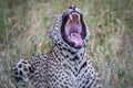 Big male Leopard yawning in the Kruger.