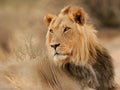 Big male lion Royalty Free Stock Photo