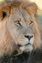 Big male lion Royalty Free Stock Photo