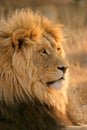 Big male lion