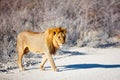 Big male lion in Africa Royalty Free Stock Photo