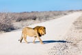 Big male lion in Africa Royalty Free Stock Photo